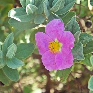 Photographie n°785223 du taxon Cistus albidus L. [1753]