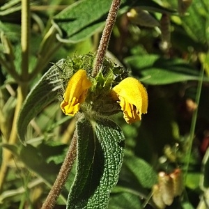 Photographie n°785266 du taxon Phlomis fruticosa L. [1753]