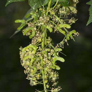 Photographie n°785342 du taxon Acer pseudoplatanus L. [1753]