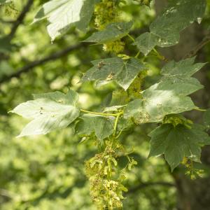 Photographie n°785345 du taxon Acer pseudoplatanus L. [1753]