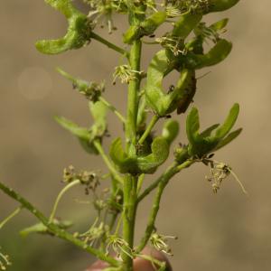 Photographie n°785347 du taxon Acer pseudoplatanus L. [1753]