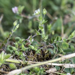 Photographie n°785350 du taxon Arenaria serpyllifolia L.