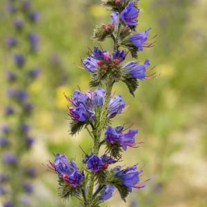 Photographie n°785372 du taxon Echium vulgare L.