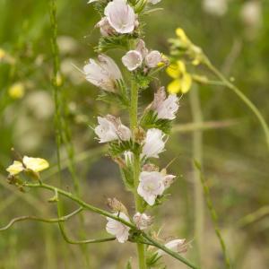 Photographie n°785377 du taxon Echium vulgare L.