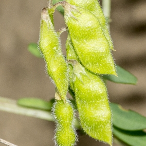 Photographie n°785379 du taxon Ervilia hirsuta (L.) Opiz