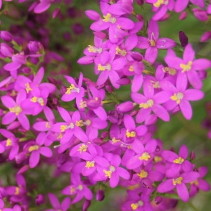 Photographie n°785444 du taxon Centaurium erythraea Rafn [1800]