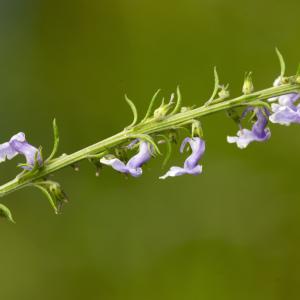 Photographie n°785484 du taxon Anarrhinum bellidifolium (L.) Willd. [1800]