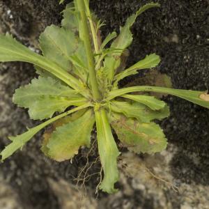 Photographie n°785488 du taxon Anarrhinum bellidifolium (L.) Willd. [1800]