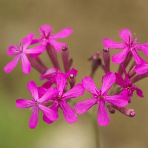 Photographie n°785501 du taxon Atocion armeria (L.) Raf. [1840]