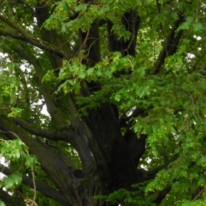 Photographie n°785518 du taxon Carpinus betulus L. [1753]