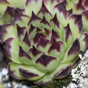 Photographie n°785520 du taxon Sempervivum tectorum subsp. arvernense (Lecoq & Lamotte) Rouy & E.G.Camus