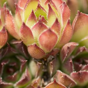 Photographie n°785521 du taxon Sempervivum tectorum subsp. arvernense (Lecoq & Lamotte) Rouy & E.G.Camus