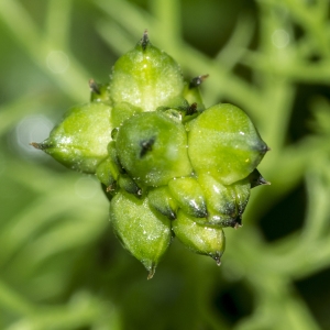 Photographie n°785567 du taxon Adonis annua L.