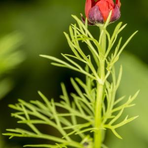 Photographie n°785568 du taxon Adonis annua L.