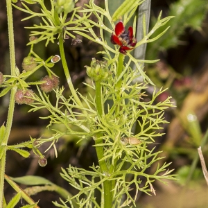 Photographie n°785572 du taxon Adonis annua L.