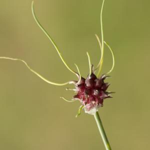 Photographie n°785574 du taxon Allium vineale L.