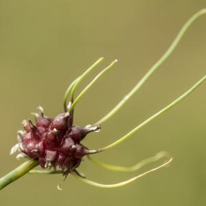 Photographie n°785575 du taxon Allium vineale L.