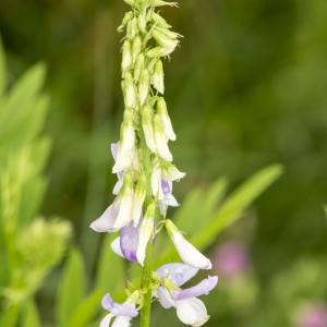 Photographie n°785587 du taxon Galega officinalis L. [1753]