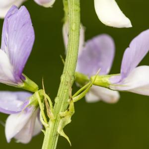 Photographie n°785588 du taxon Galega officinalis L. [1753]