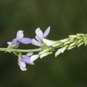 Photographie n°785589 du taxon Galega officinalis L. [1753]