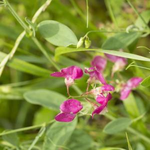 Photographie n°785600 du taxon Lathyrus tuberosus L.