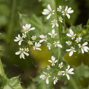 Photographie n°785633 du taxon Torilis arvensis (Huds.) Link