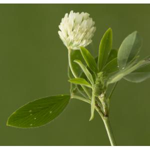 Trifolium alexandrinum L. (Trèfle d'Alexandrie)