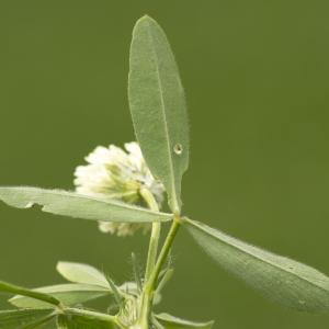 Photographie n°785642 du taxon Trifolium alexandrinum L. [1755]