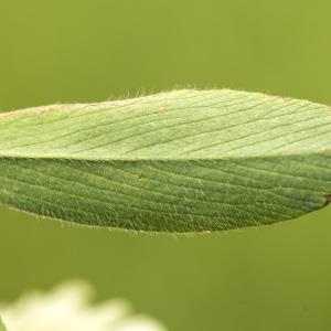 Photographie n°785647 du taxon Trifolium alexandrinum L. [1755]