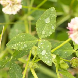 Photographie n°785648 du taxon Trifolium hybridum var. elegans (Savi) Boiss.