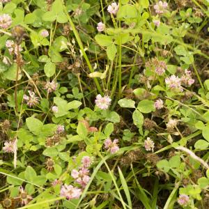 Photographie n°785657 du taxon Trifolium hybridum var. elegans (Savi) Boiss.