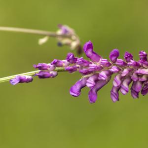 Photographie n°785658 du taxon Vicia tenuifolia Roth [1788]