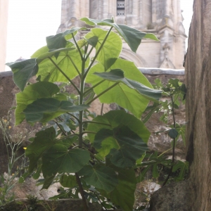 Photographie n°785730 du taxon Paulownia tomentosa (Thunb.) Steud.