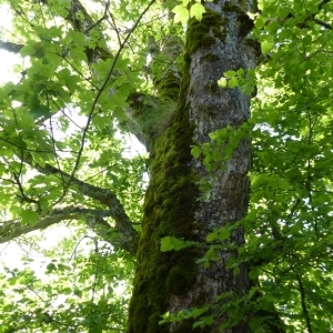 Photographie n°785995 du taxon Acer pseudoplatanus L. [1753]