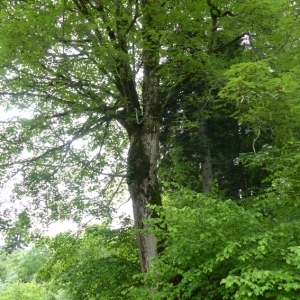 Photographie n°786034 du taxon Acer pseudoplatanus L. [1753]