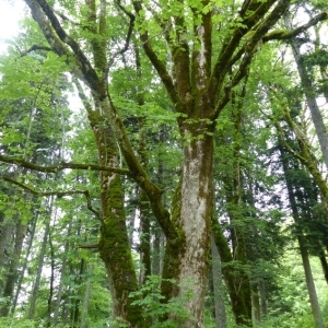 Photographie n°786037 du taxon Acer pseudoplatanus L. [1753]