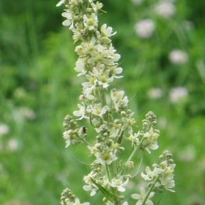 Photographie n°786089 du taxon Veratrum album L. [1753]