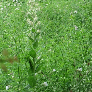 Photographie n°786090 du taxon Veratrum album L. [1753]