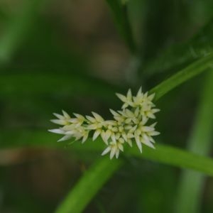  - Luzula luzuloides (Lam.) Dandy & Wilmott [1938]