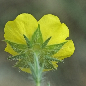 Photographie n°786202 du taxon Potentilla hirta L. [1753]