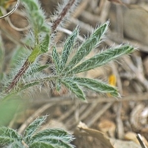 Photographie n°786203 du taxon Potentilla hirta L. [1753]