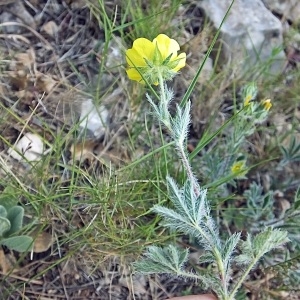 Photographie n°786210 du taxon Potentilla hirta L. [1753]