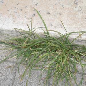 Photographie n°786454 du taxon Poaceae