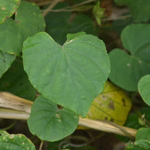 Photographie n°786528 du taxon Ipomoea L. [1753]