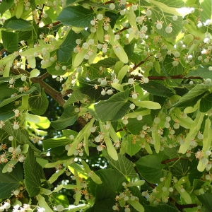 Photographie n°786876 du taxon Tilia cordata Mill. [1768]