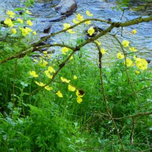 Photographie n°786892 du taxon Papaver cambricum L.