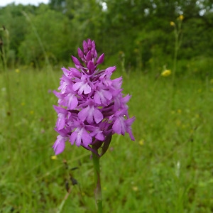 Photographie n°786945 du taxon Anacamptis pyramidalis (L.) Rich. [1817]