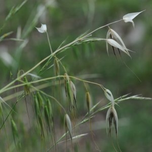 Photographie n°787133 du taxon Avena fatua subsp. fatua 