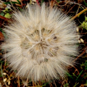 Photographie n°787174 du taxon Tragopogon pratensis subsp. pratensis