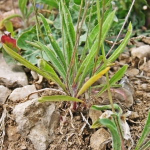 Photographie n°787185 du taxon Plantago lagopus L. [1753]